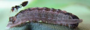 Final Larvae Side of Copper Jewel - Hypochrysops apelles apelles